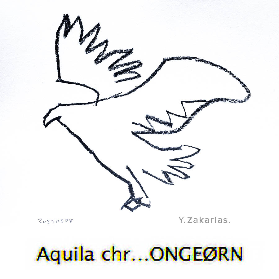 Line drawing of Aquila chrysaetos, golden eagle